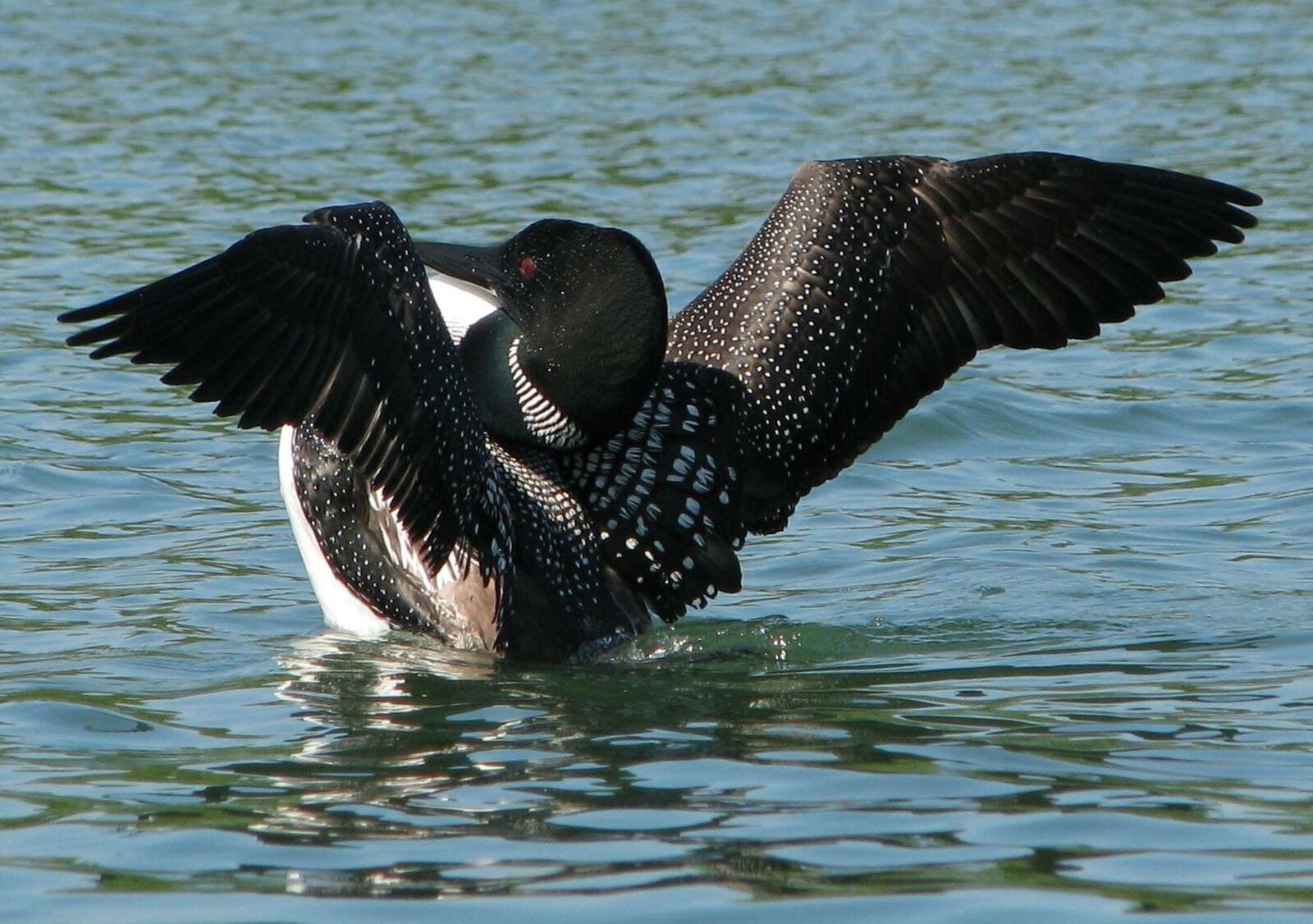 Canon POWERSHOT S5 IS sample photo. Common loon, great northern photography