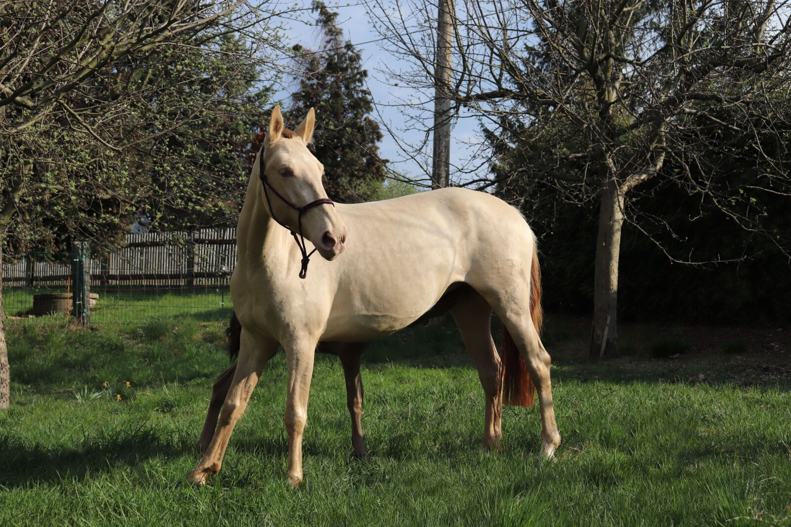 Canon EOS 77D (EOS 9000D / EOS 770D) sample photo. Horse, meadow, mare photography