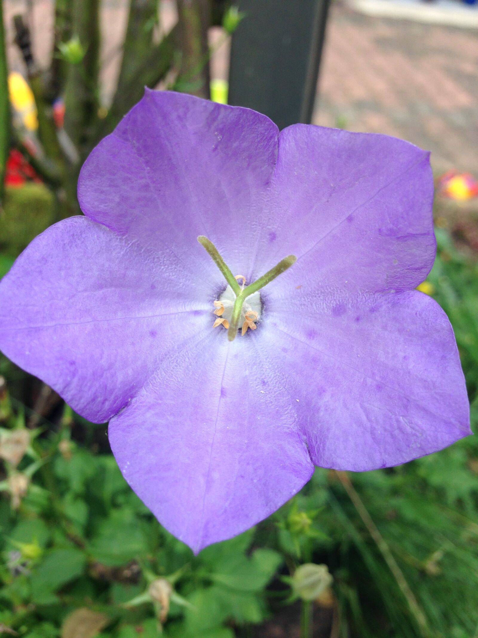 Apple iPhone 5c sample photo. Flower, purple, close up photography