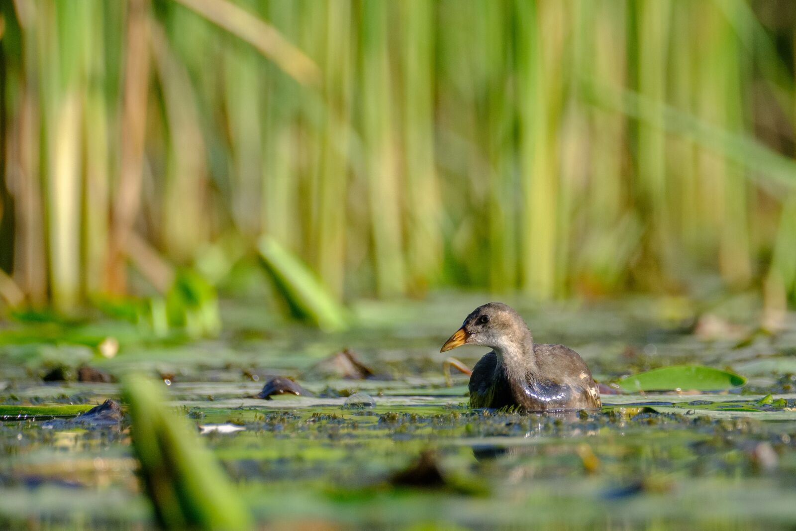 Fujifilm XF 100-400mm F4.5-5.6 R LM OIS WR sample photo. Common moorhen, gallinula chloropus photography