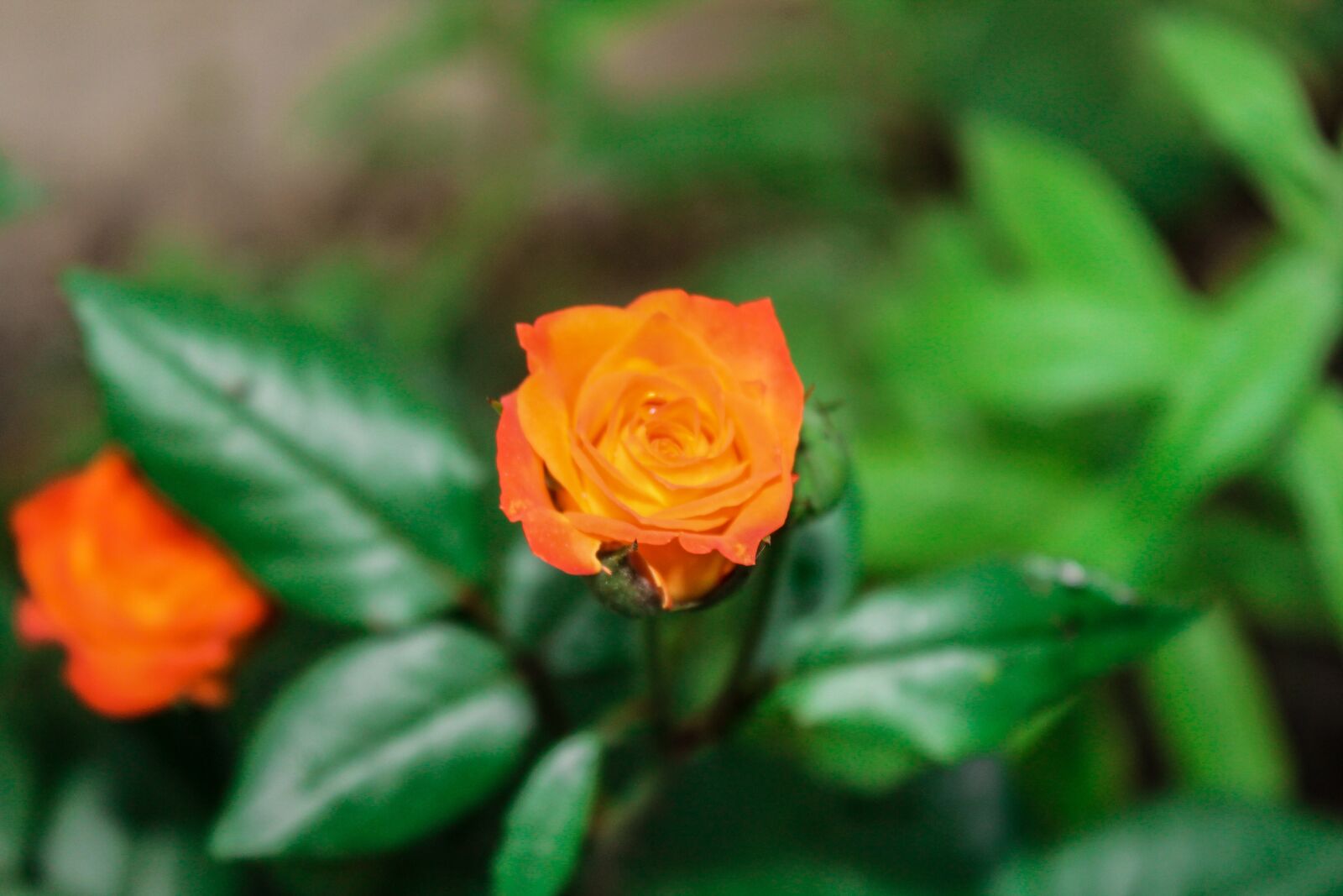 Canon EOS 550D (EOS Rebel T2i / EOS Kiss X4) sample photo. Garden, rosa, orange photography