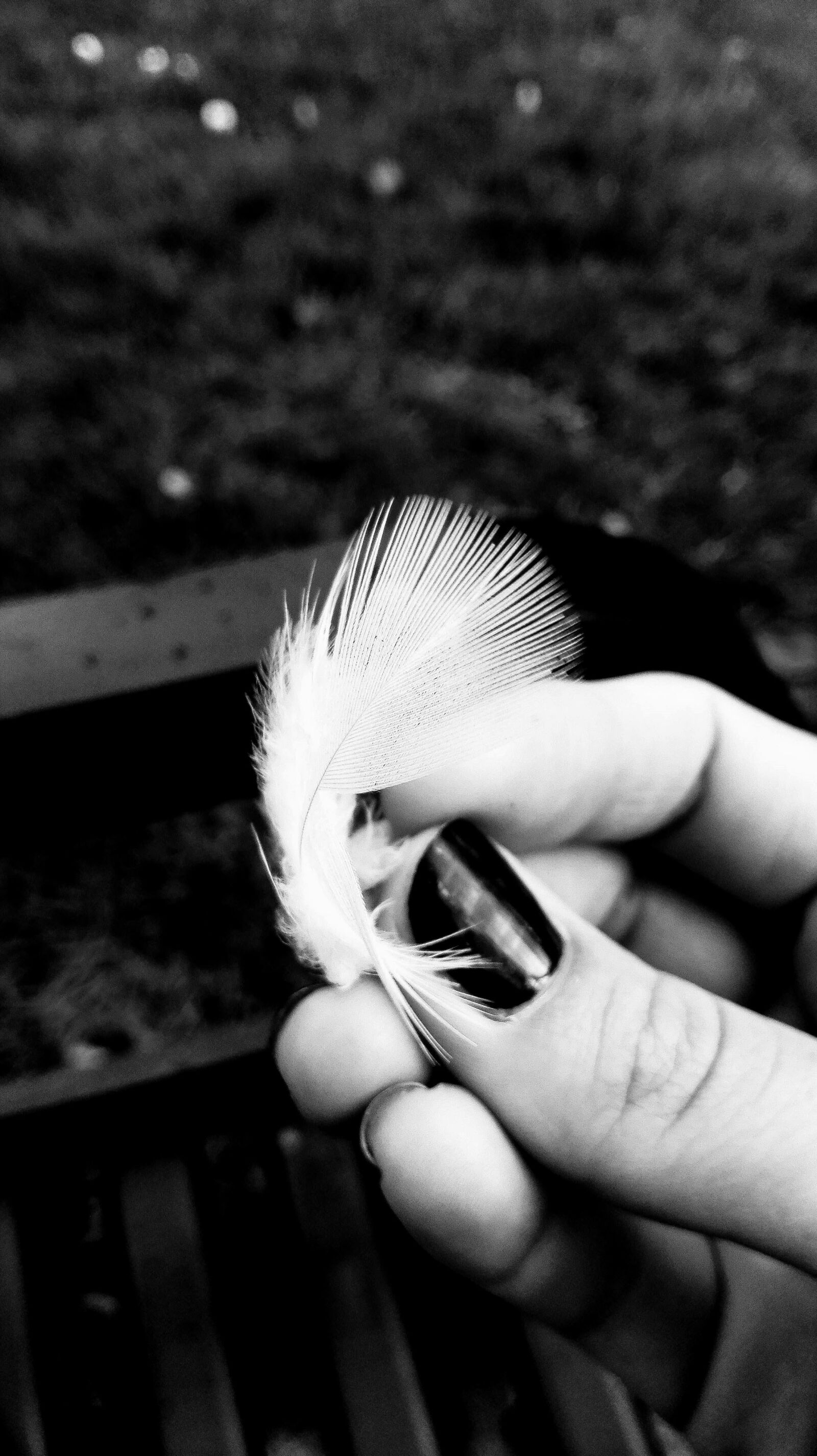 HUAWEI P8 Lite sample photo. Feather, fingers, focus, hand photography
