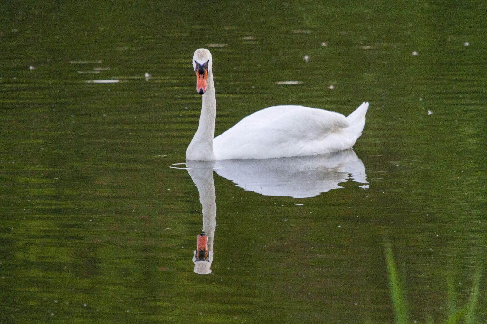 Canon EF 100-400mm F4.5-5.6L IS USM sample photo. Swan, lake, pond photography