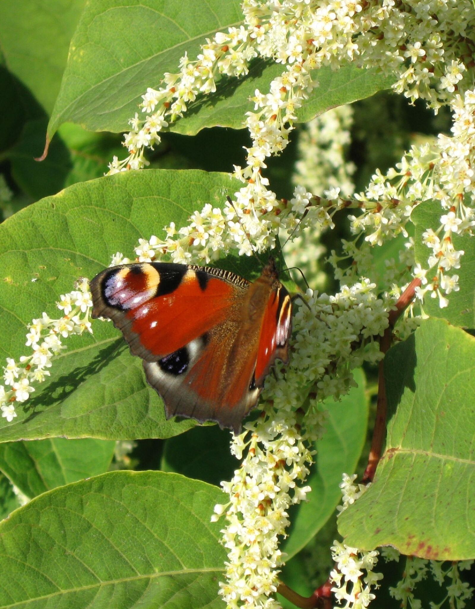 Canon PowerShot A590 IS sample photo. Butterfly, nature, flower photography