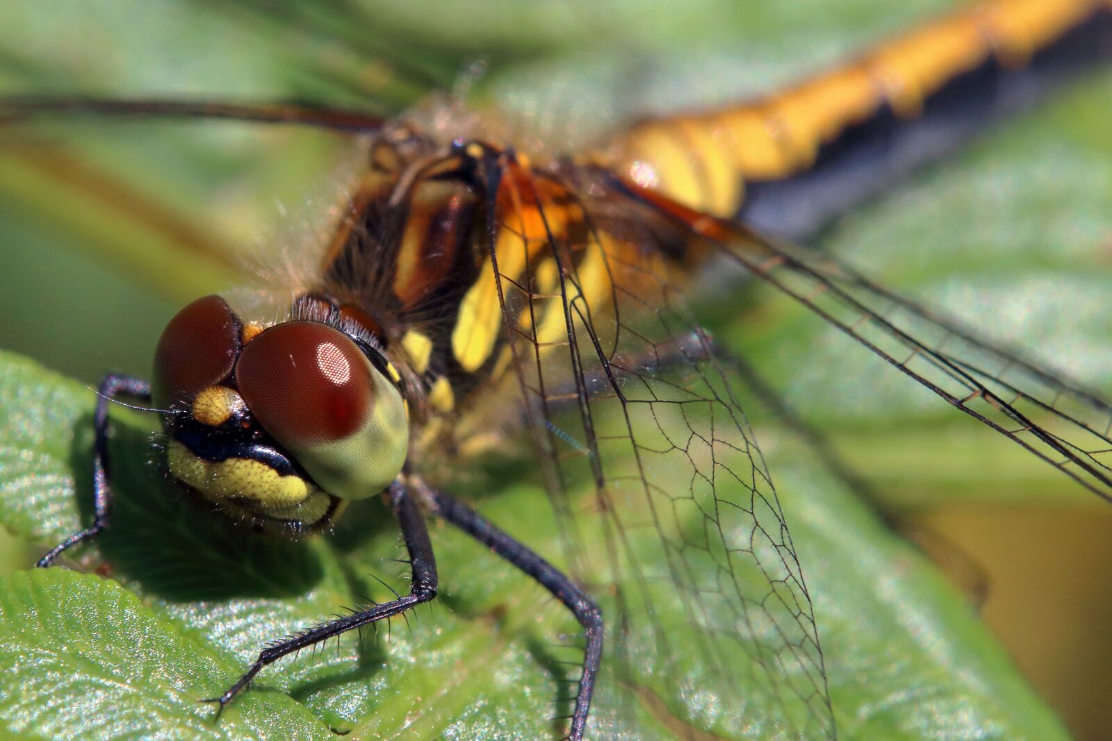 Canon EOS 80D sample photo. Dragonfly, darter dragonfly, insect photography