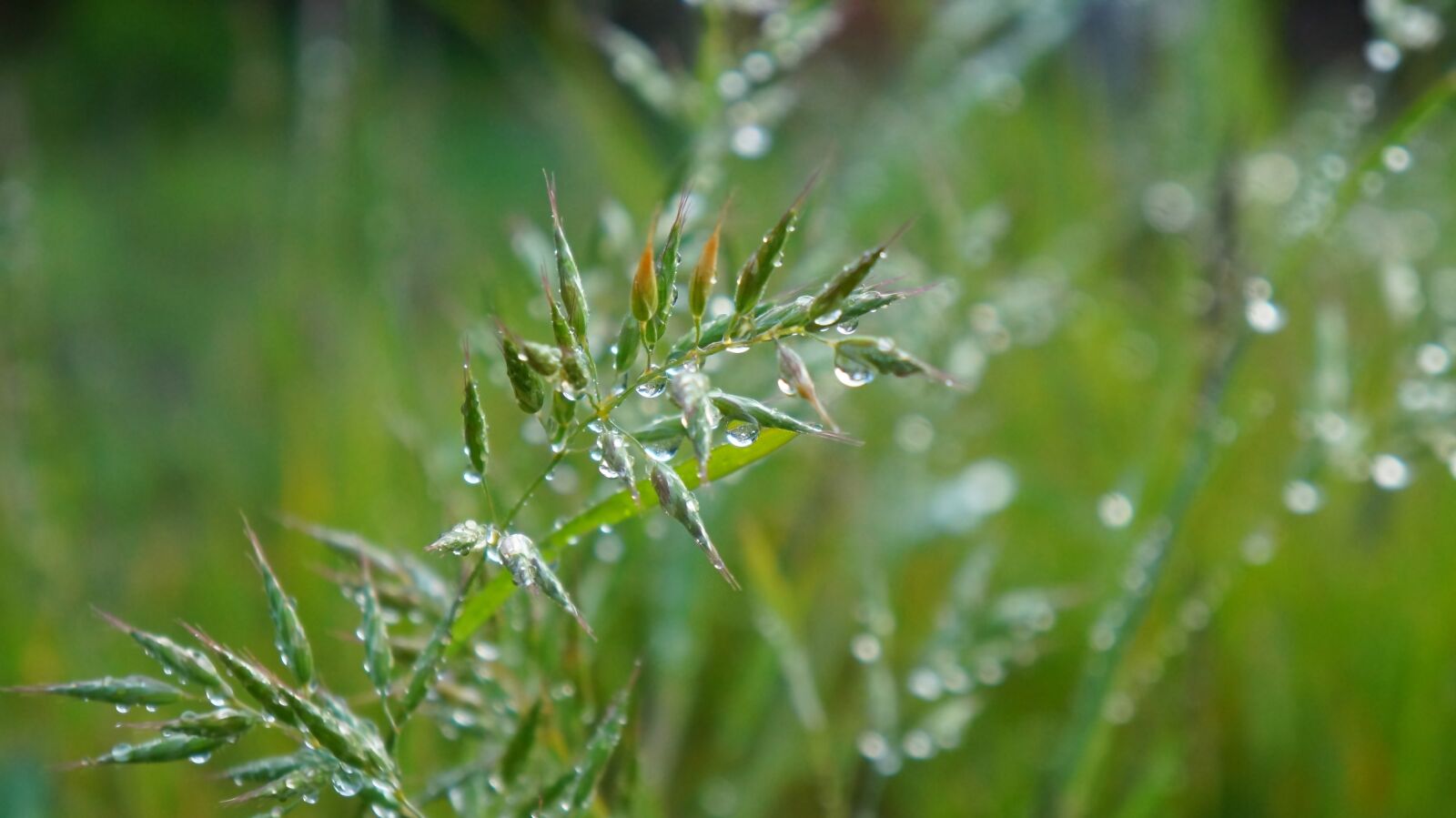 Sony Alpha a3000 + Sony E 18-55mm F3.5-5.6 OSS sample photo. Nature, plants, green photography