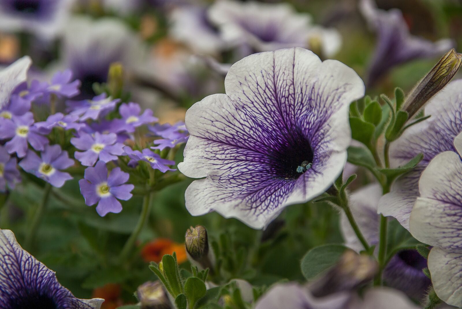 Pentax K10D sample photo. Flowers, petunias, spring photography