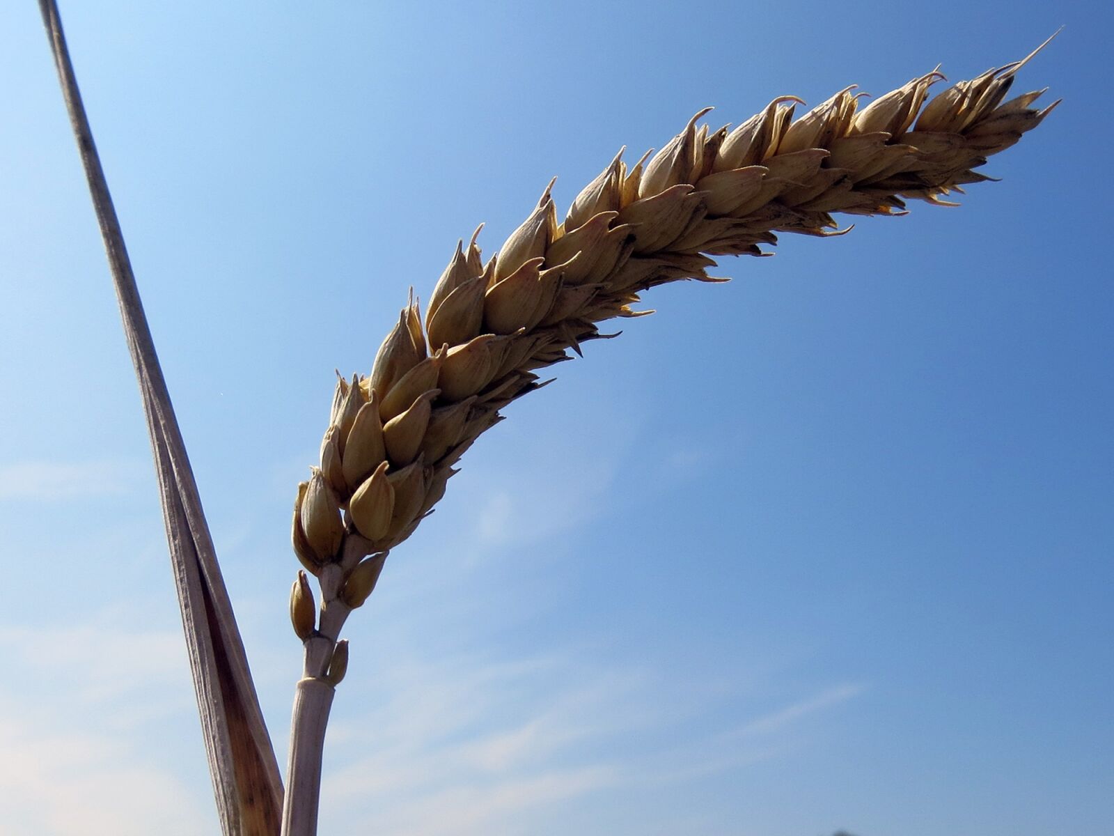 Canon PowerShot SX240 HS sample photo. Grain, cereals, ear photography