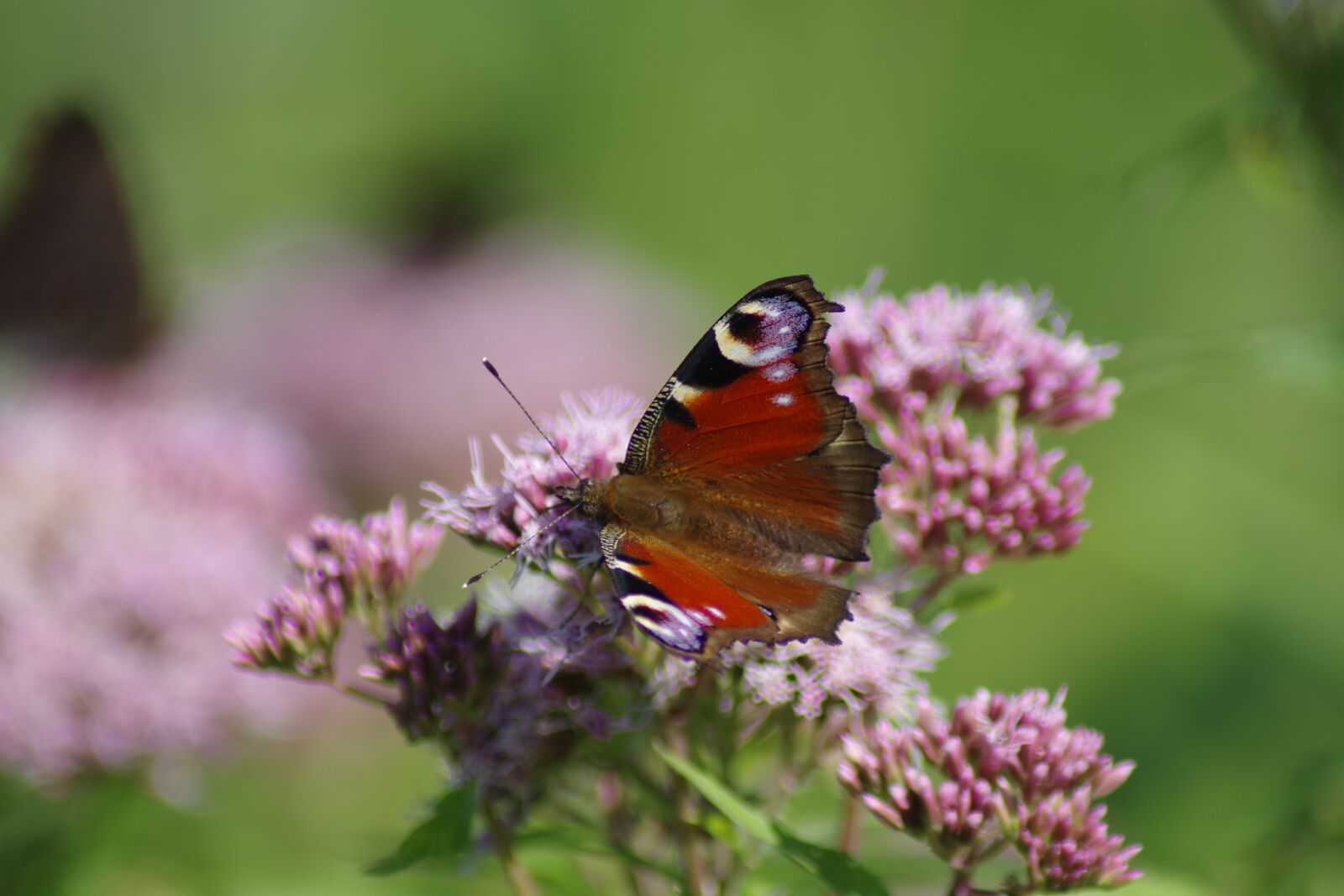 Pentax K-S2 sample photo. Butterfly, nature, insect photography