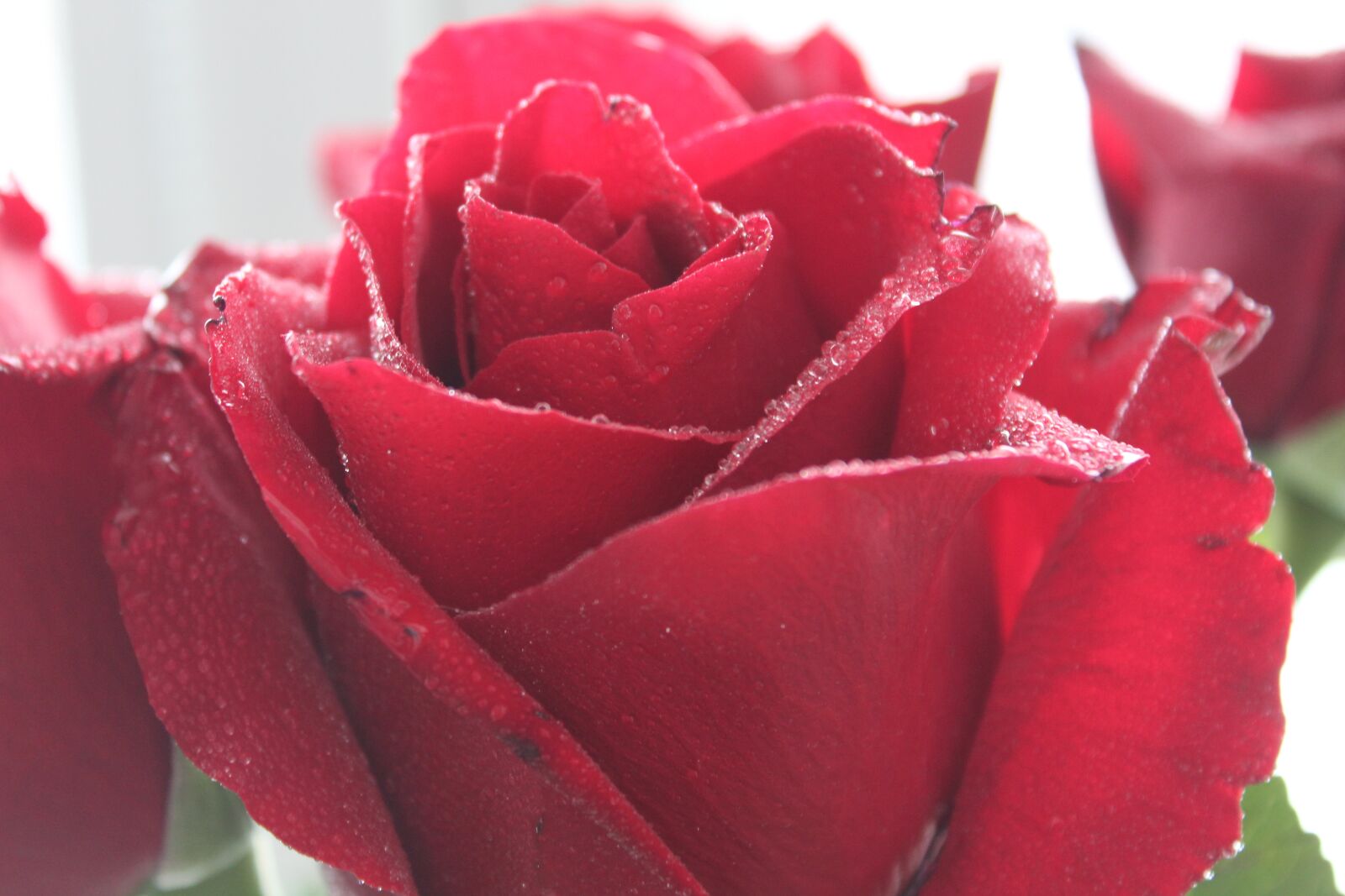 Canon EOS 1300D (EOS Rebel T6 / EOS Kiss X80) sample photo. Rose, macro, drops photography