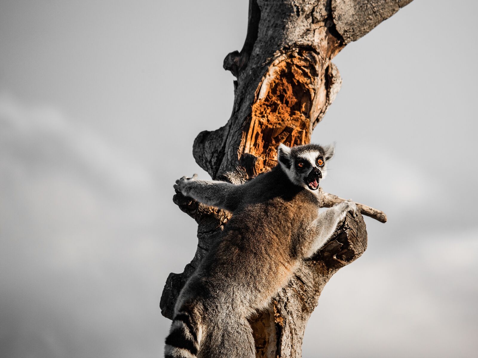 Canon EF-S 55-250mm F4-5.6 IS STM sample photo. Lemur catta, lemurs, lemur photography