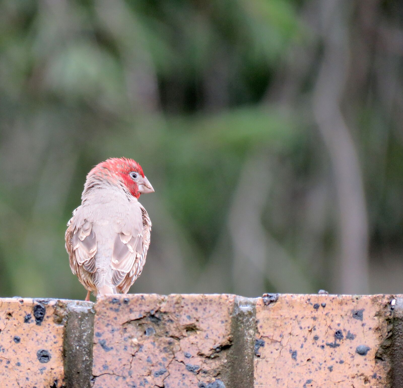 Canon PowerShot SX60 HS sample photo. Bird, finch, red headed photography