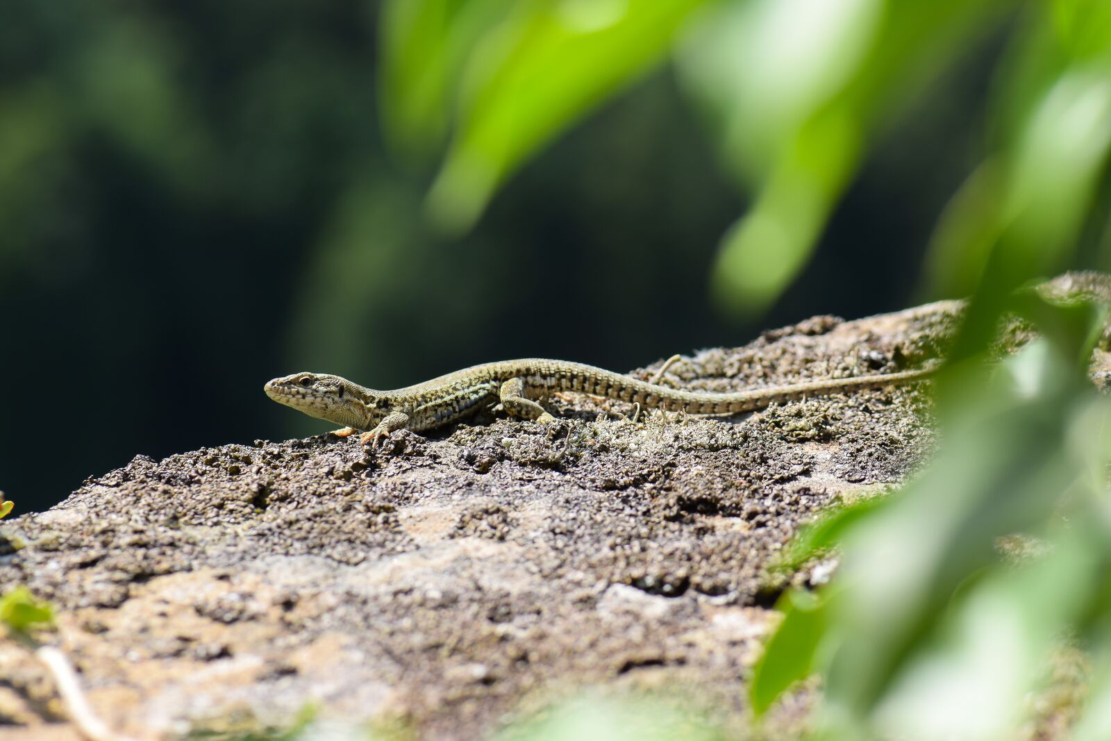 Nikon D5300 sample photo. Lizard, wall, wall lizard photography