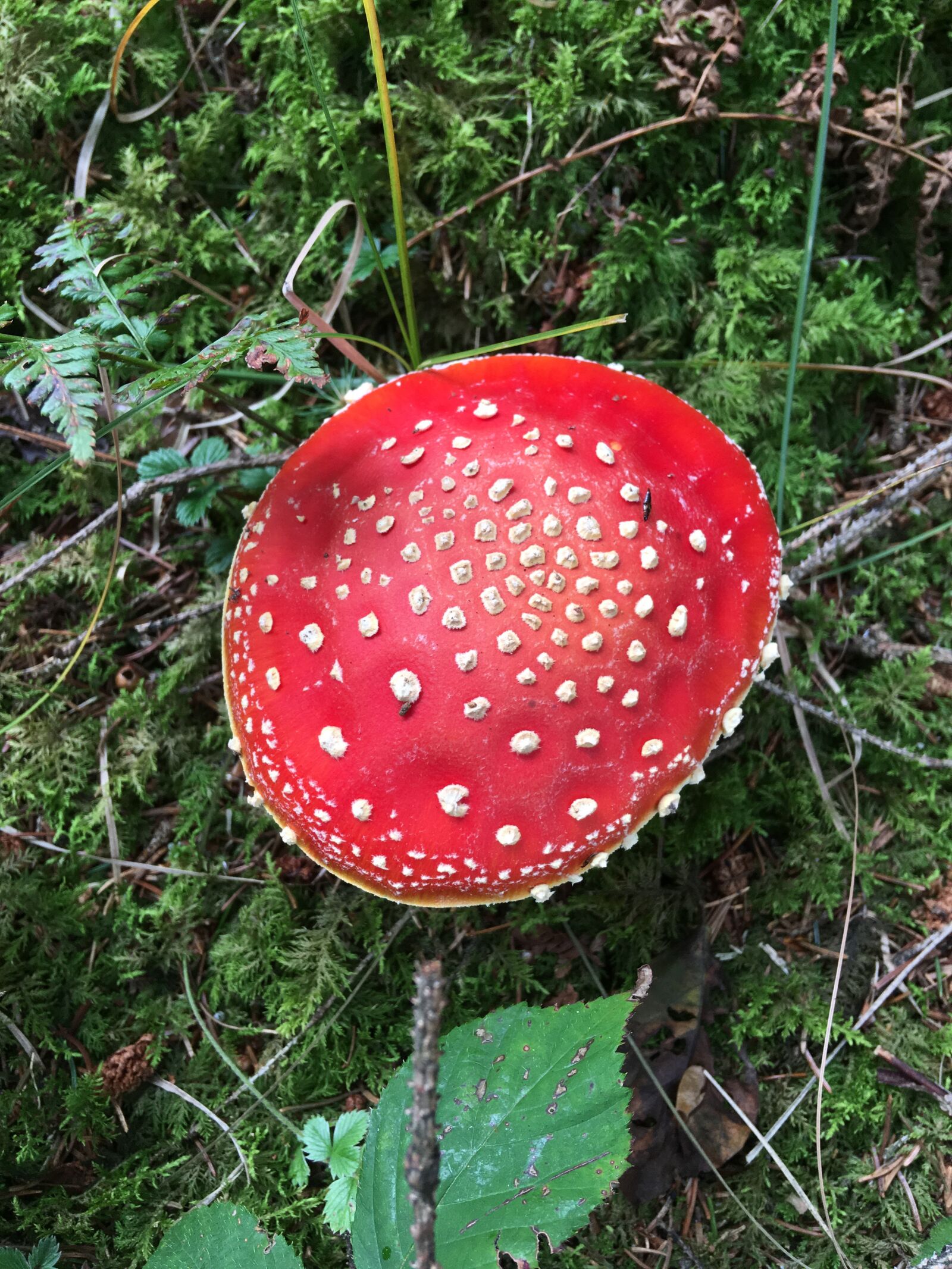 iPhone SE back camera 4.15mm f/2.2 sample photo. Fliegenpilz, wald, moos photography