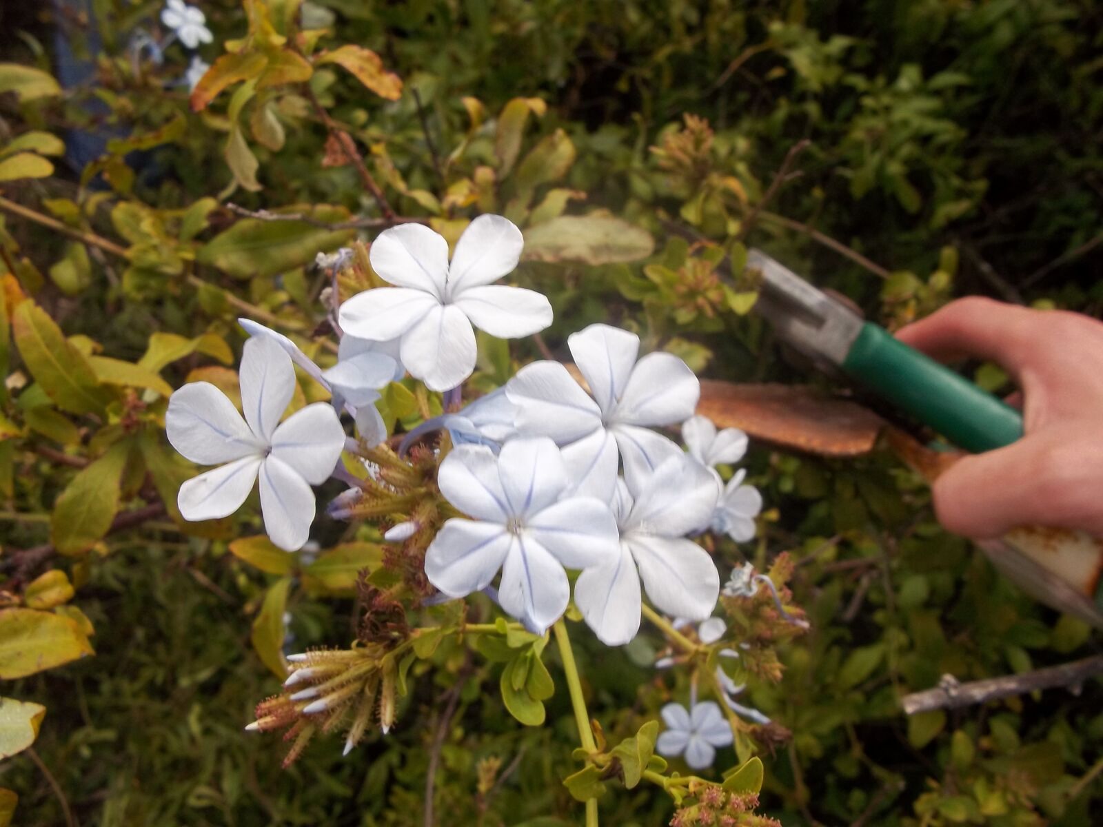 Kodak EASYSHARE C143 DIGITAL CAMERA sample photo. Plumbago, plant, blue photography