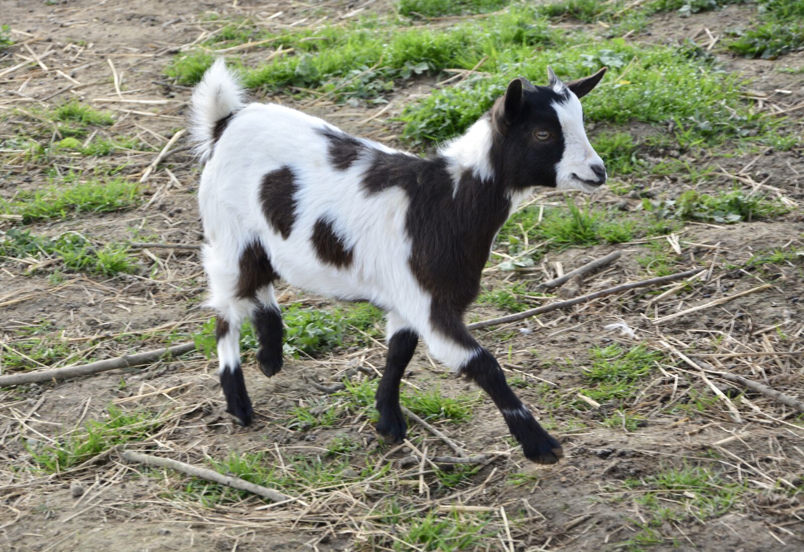 Nikon D5200 sample photo. Goat, black, white photography