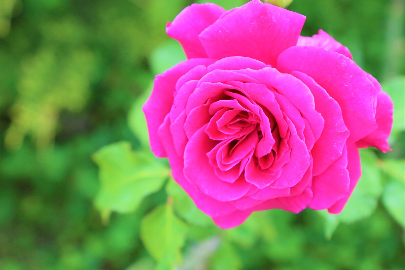 Canon EOS 5D Mark III sample photo. Rose, pink roses, nature photography