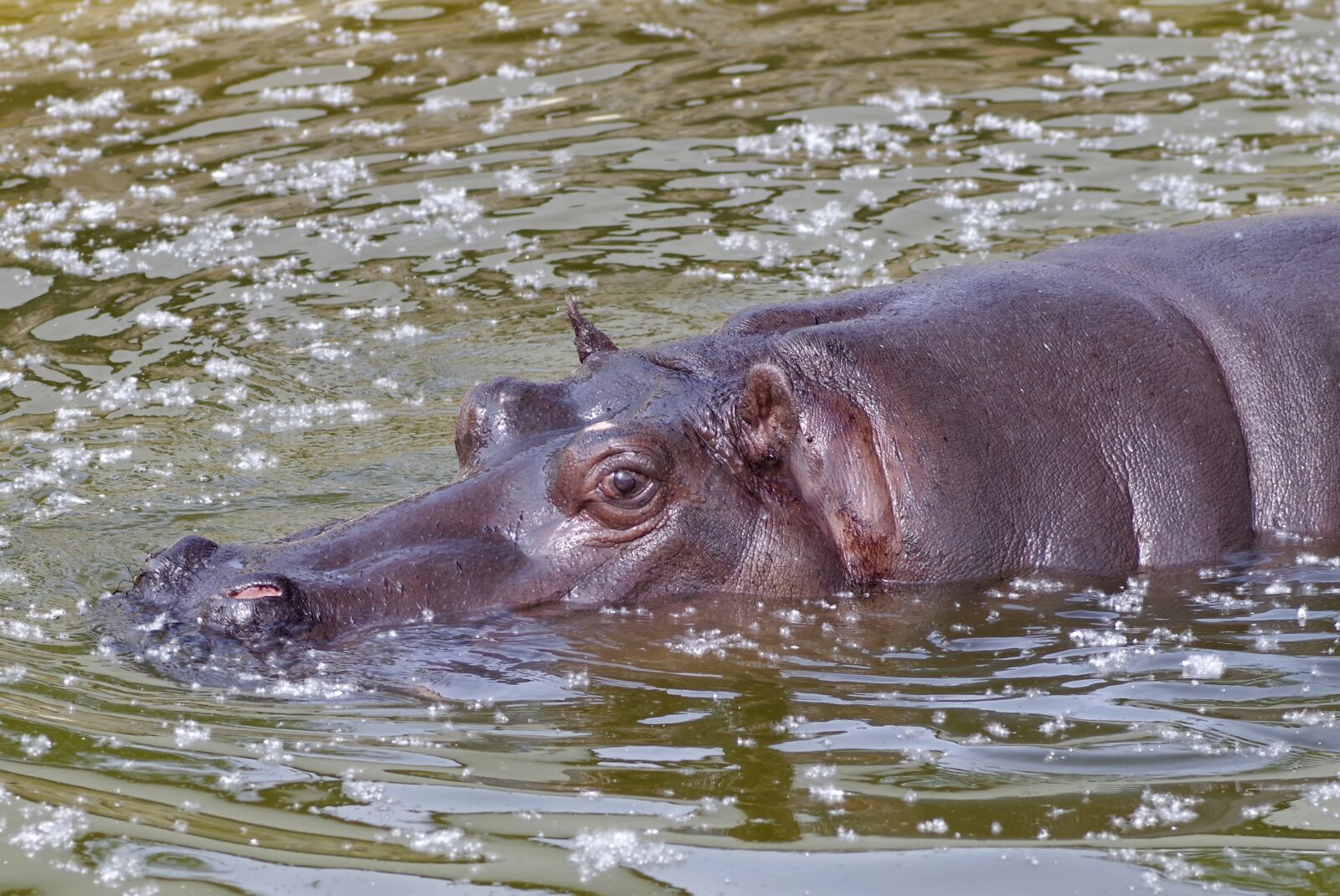 Pentax K-S2 sample photo. Hippo, swim, africa photography