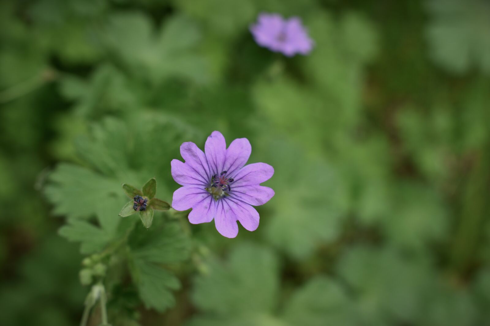 Nikon D5600 sample photo. Flower, plant, green photography