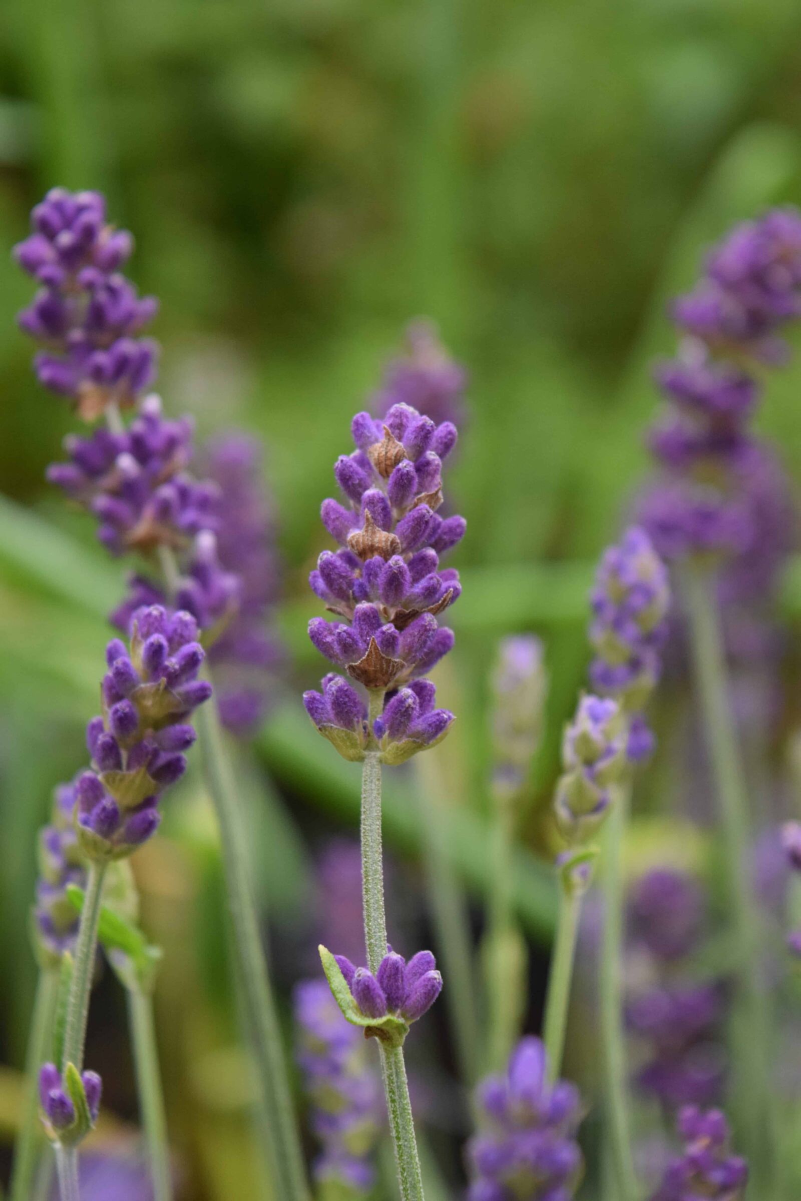 Nikon D3300 sample photo. Meadow, wildflower, garden, flora photography