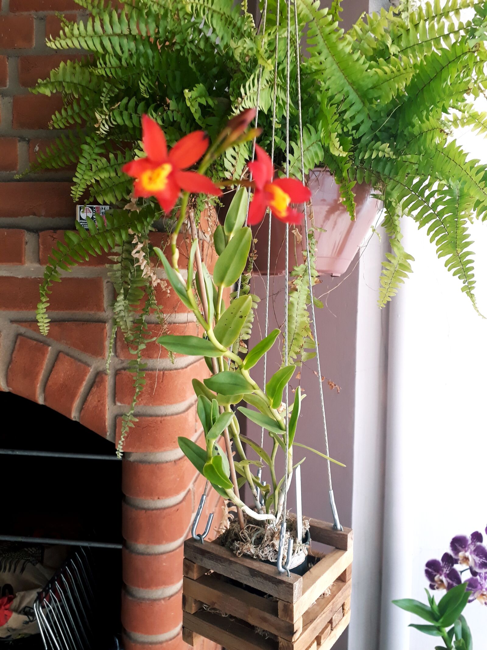 Samsung Galaxy J7 Prime sample photo. Flower, nature, plant photography