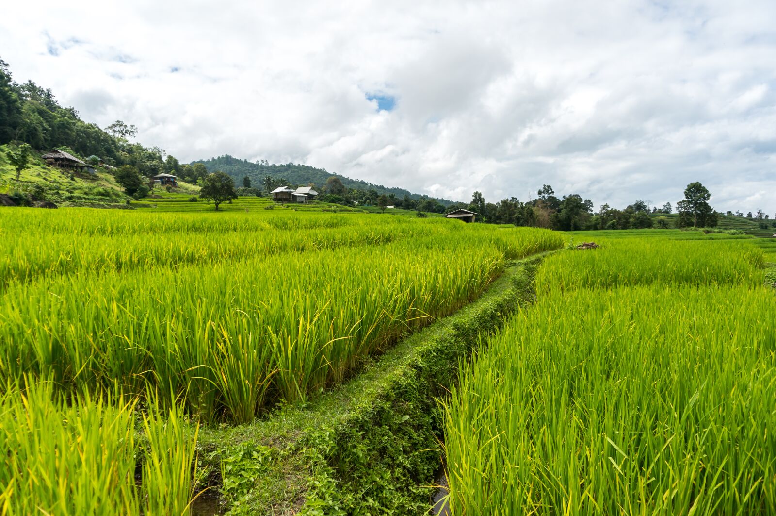 Sony Alpha NEX-5R + Sony E 16-50mm F3.5-5.6 PZ OSS sample photo. Rice field, rice terrace photography