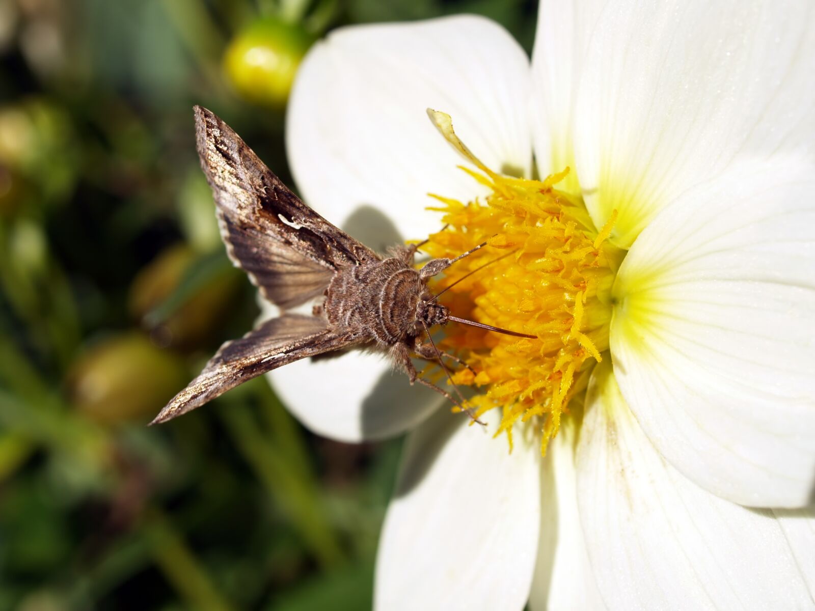 Olympus E-500 (EVOLT E-500) sample photo. Butterfly, flower, blossom photography
