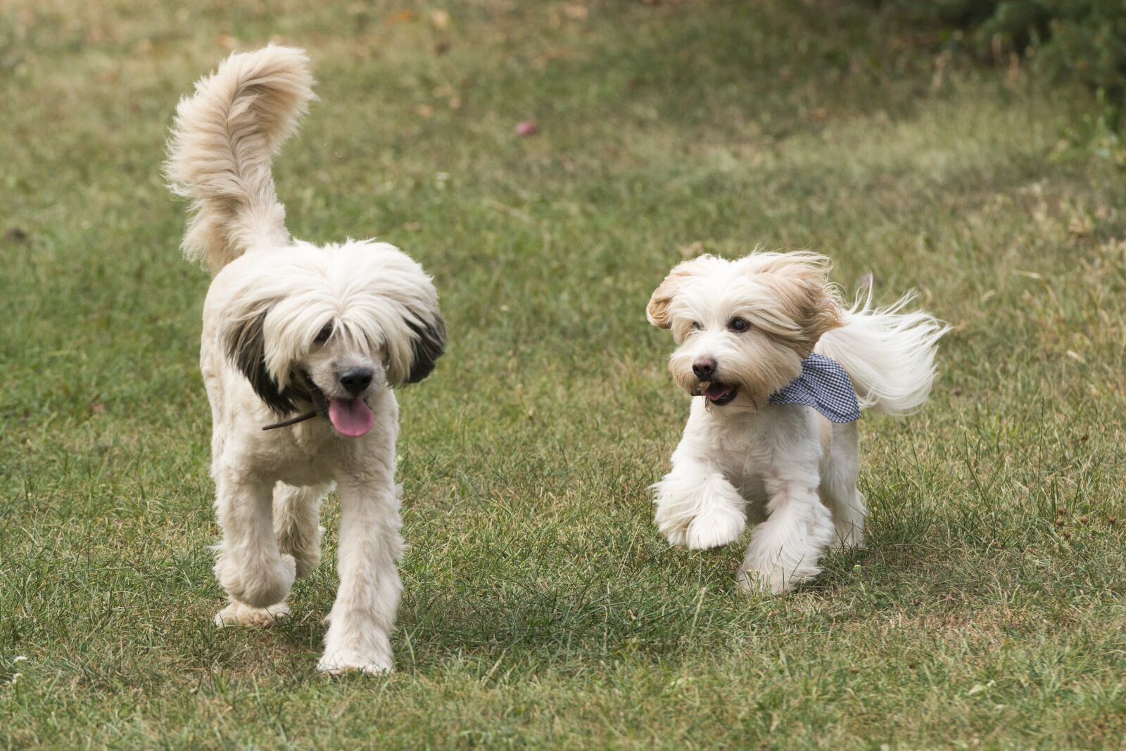 Nikon D800 sample photo. Dogs, dog, nature photography