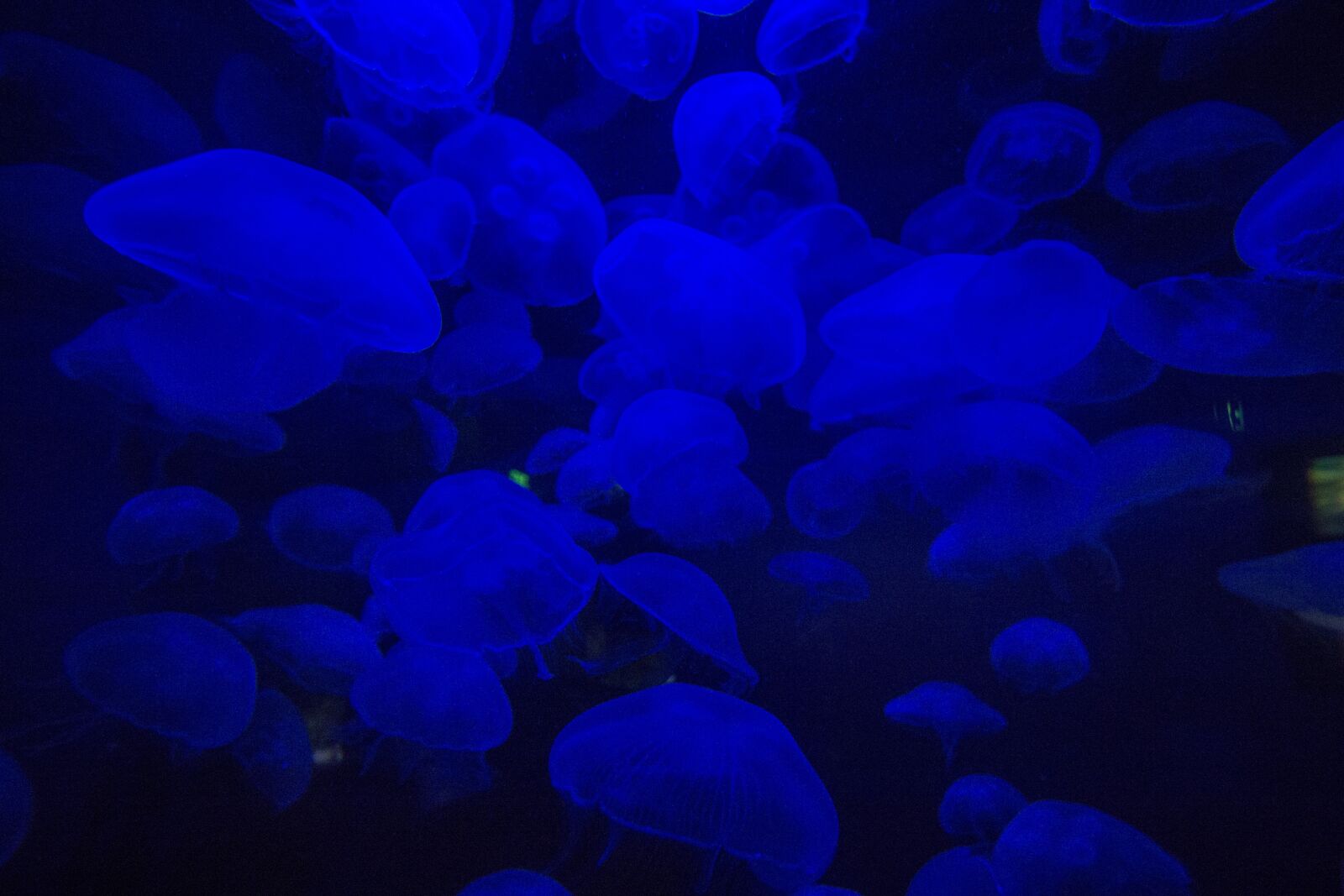 Canon EOS 600D (Rebel EOS T3i / EOS Kiss X5) + Canon EF-S 10-22mm F3.5-4.5 USM sample photo. Jellyfish, ocean, underwater photography