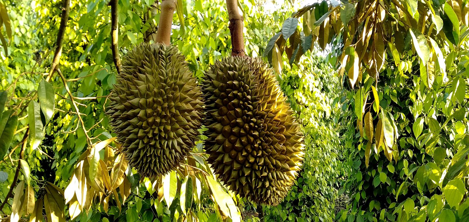 OPPO A3S sample photo. Fruit durian, fruit spiny photography