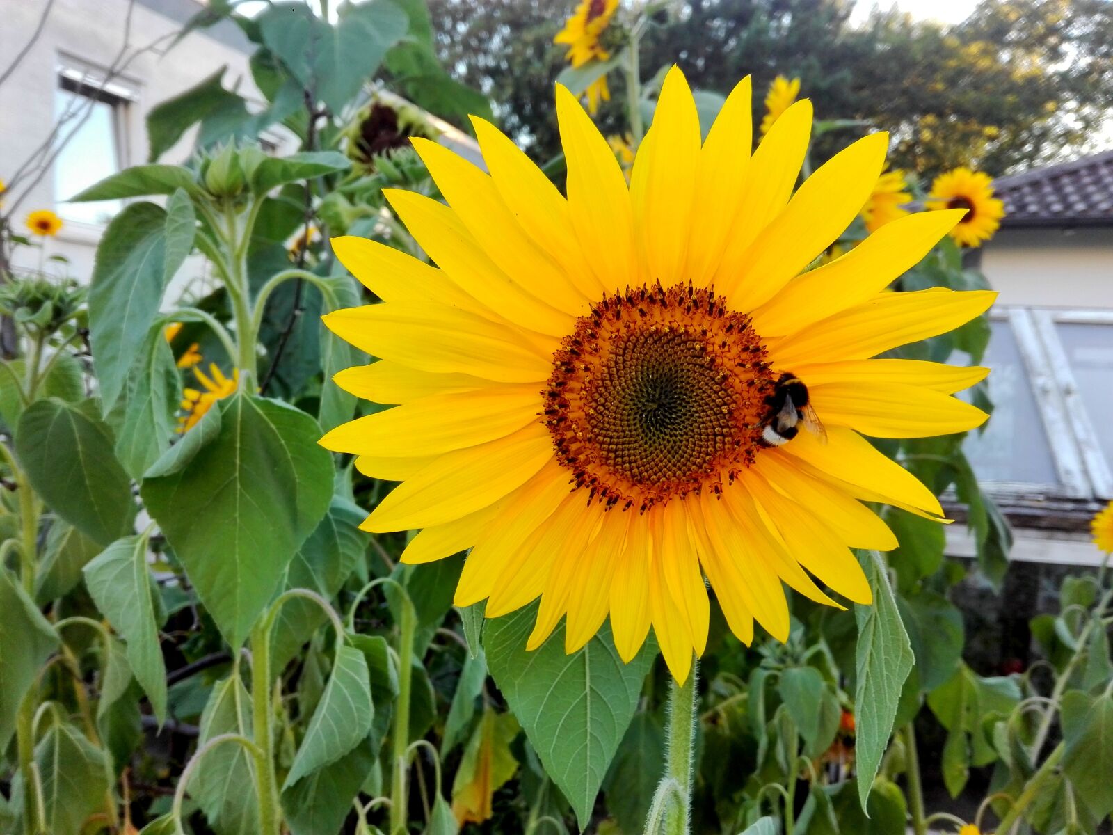 HUAWEI P8 Lite sample photo. Sunflower, yellow, close up photography