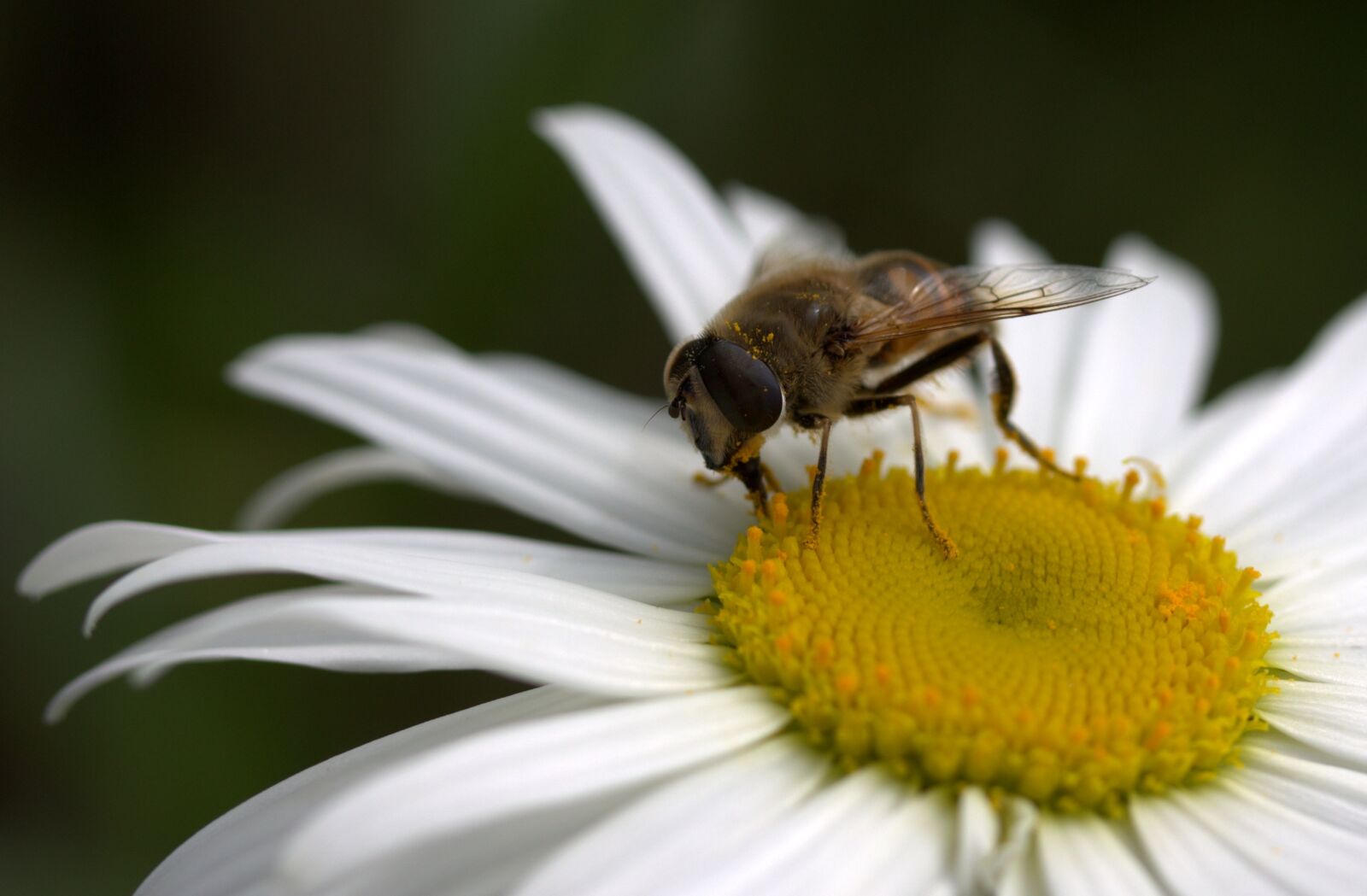 Canon EF-S 60mm F2.8 Macro USM sample photo. Bee, daisy, pollen photography