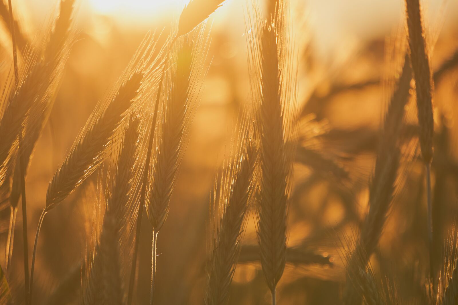 Sony a6400 + Sony E 55-210mm F4.5-6.3 OSS sample photo. Cereals, close up, backlighting photography