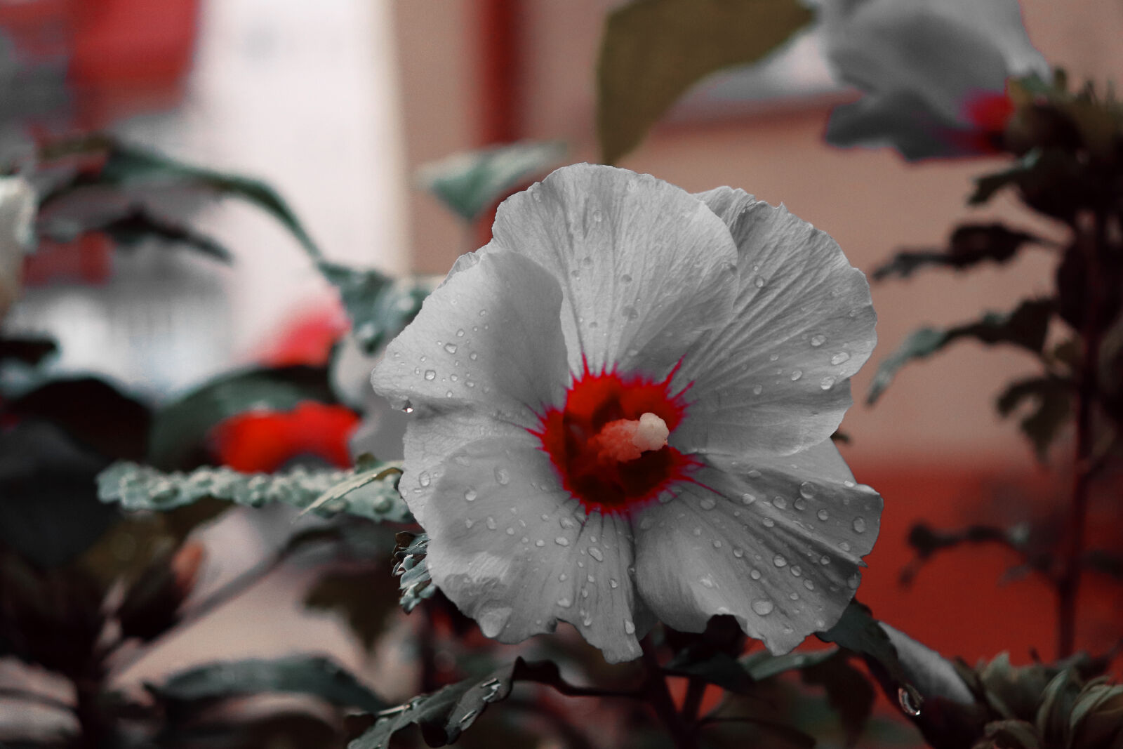 Canon EF-S 18-55mm F4-5.6 IS STM sample photo. Flower, grey, flower, rain photography