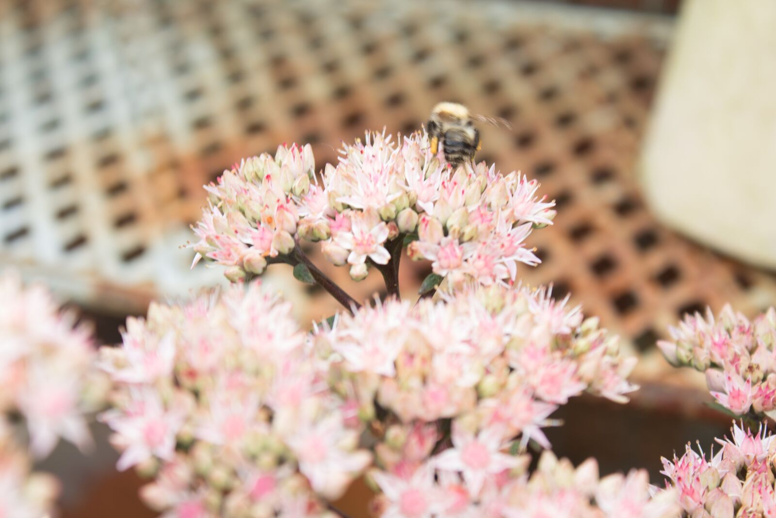 Canon EOS 1300D (EOS Rebel T6 / EOS Kiss X80) sample photo. Summers day, bee, bee photography