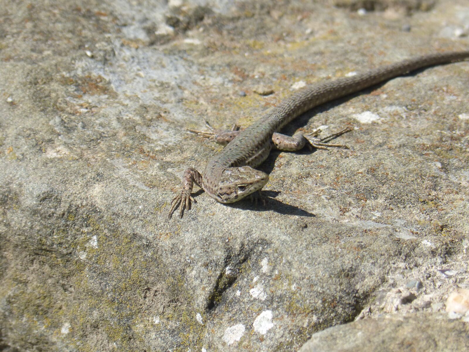 Panasonic DMC-FZ62 sample photo. Lizard, sargantana, rock photography