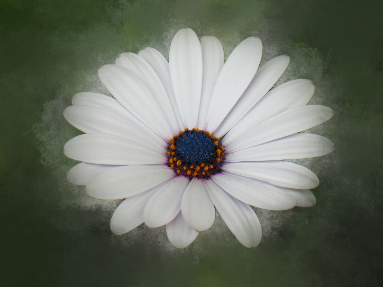 Canon POWERSHOT A630 sample photo. Flower, daisy, blossom photography
