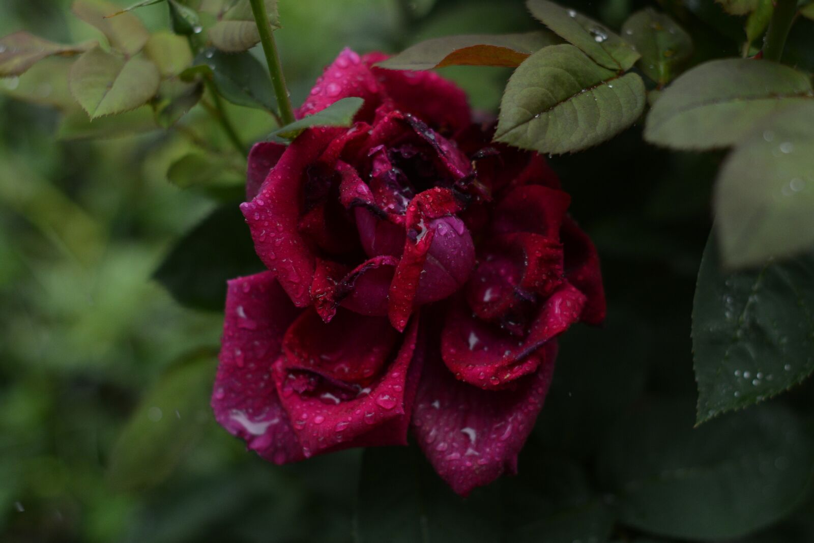 Nikon D7100 sample photo. Red, rose, red rose photography