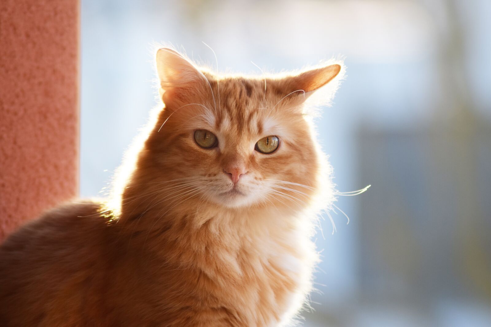 Nikon D3300 sample photo. Cat, roux, feline photography