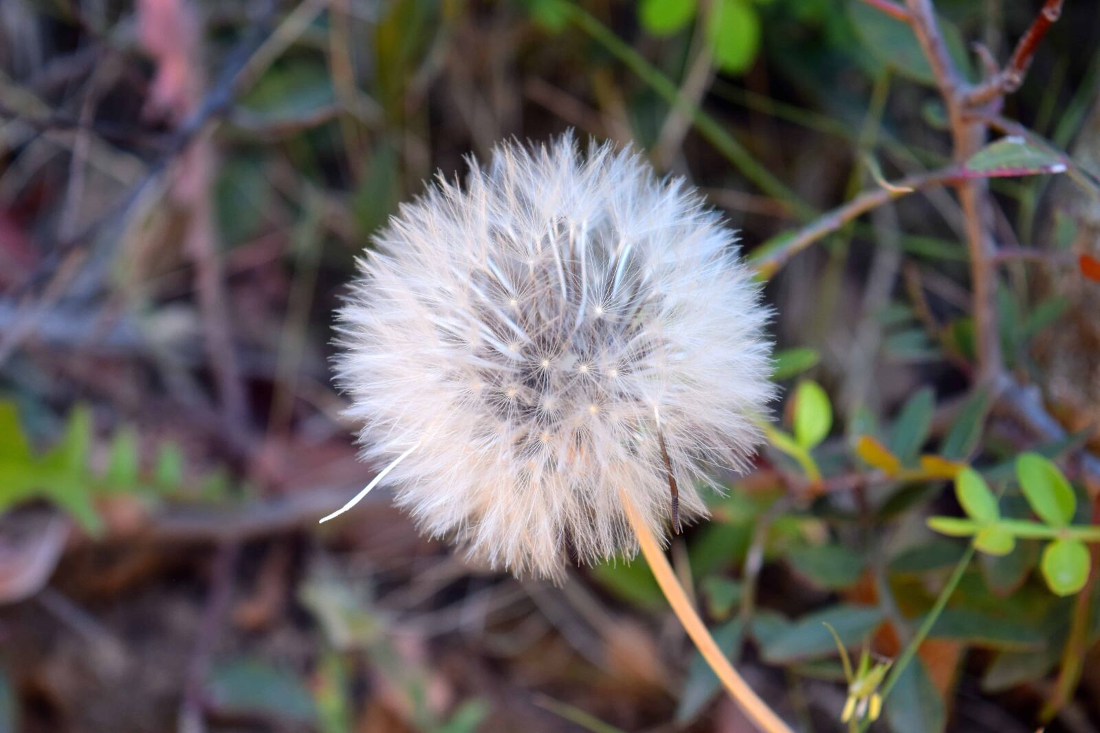 Nikon D3300 sample photo. Flower, flora, nature, herb photography