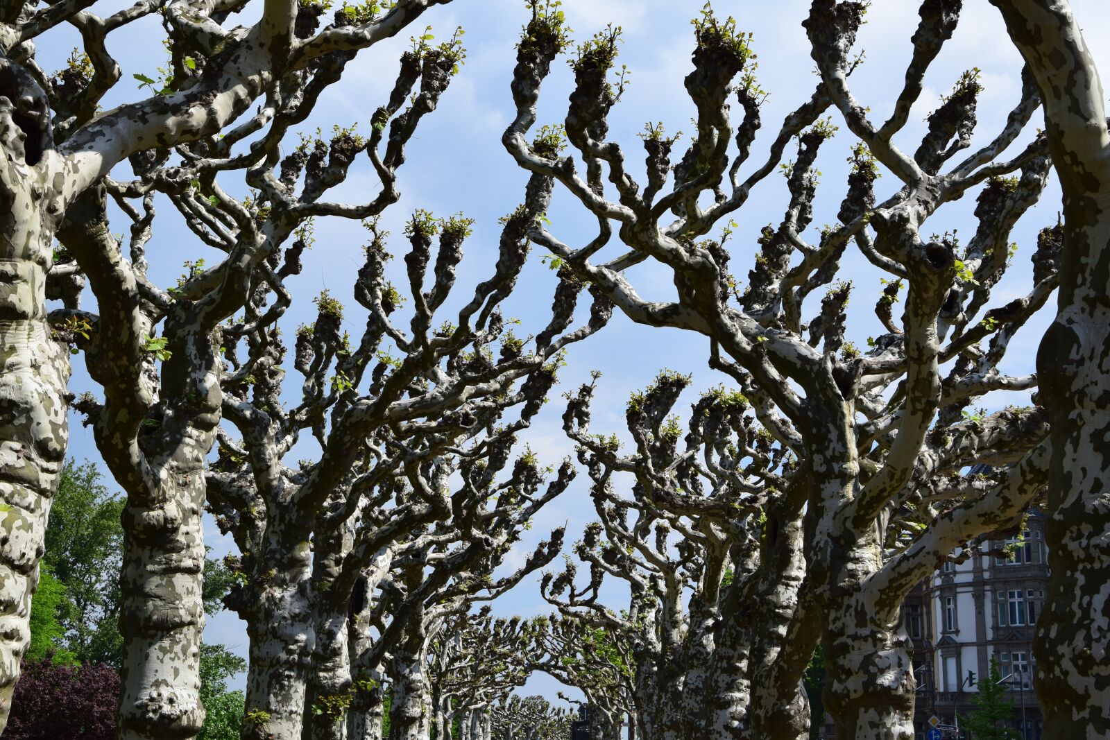 Nikon D3300 sample photo. Sycamore, tree, kahl photography