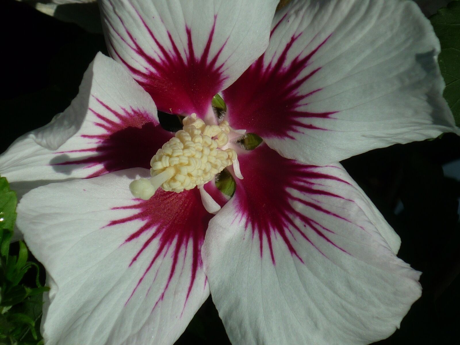 Panasonic Lumix DMC-FS6 sample photo. Hibiscus, flower, mallow photography