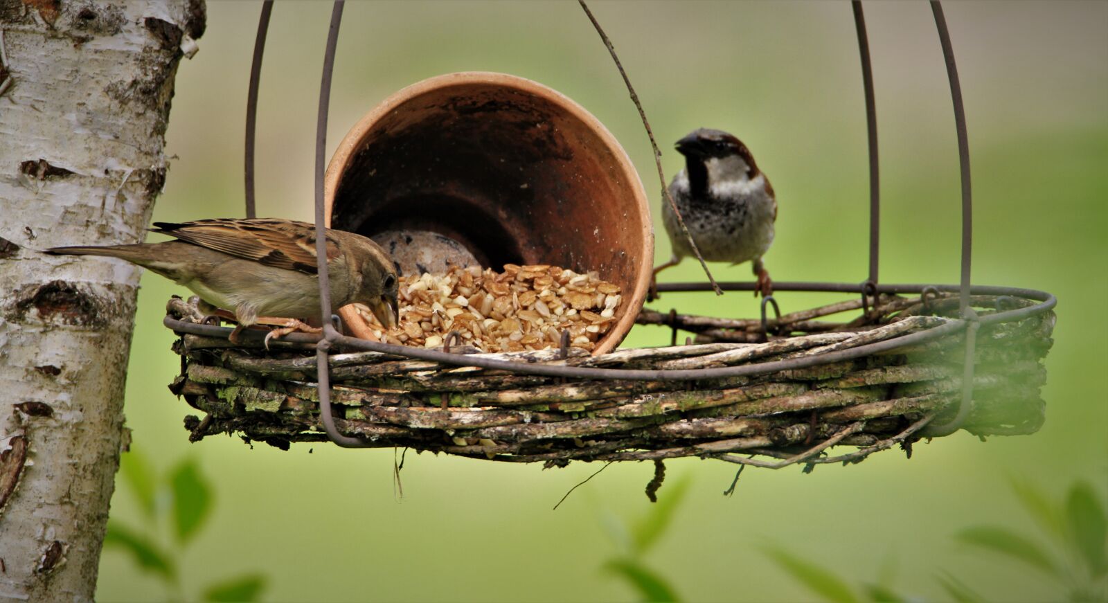 Canon EOS 7D sample photo. Sparrow, feeding, feeding place photography
