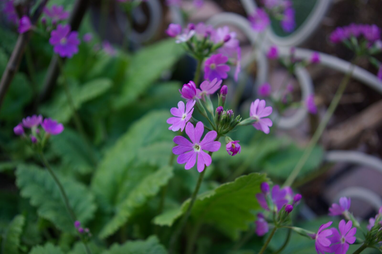 Samsung GX-10 sample photo. Primrose, spring flowers, purple photography