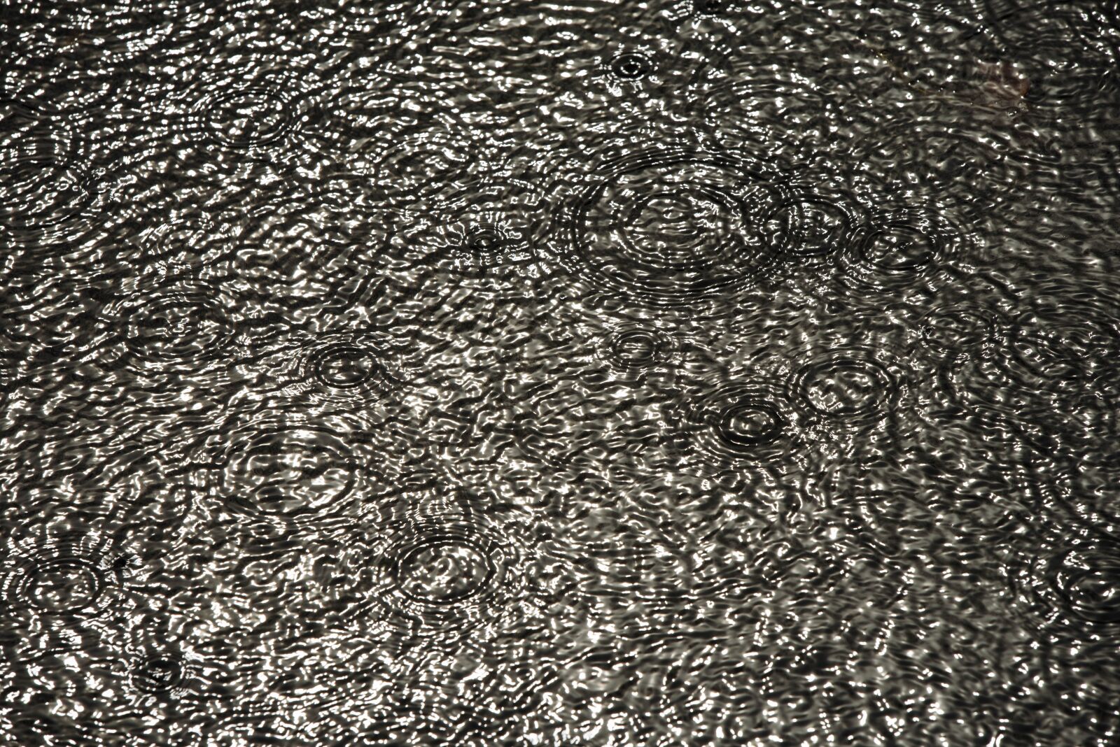 Nikon D750 sample photo. Raindrop, pond, rain photography