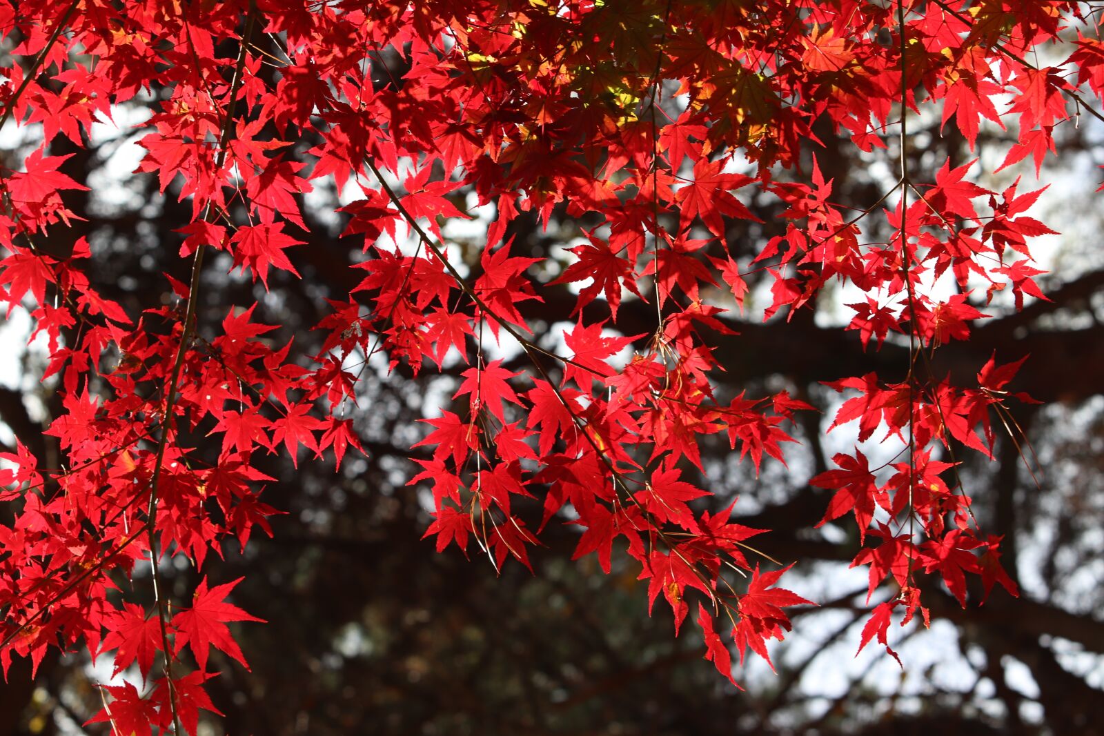 Canon EF 70-200mm F2.8L USM sample photo. Autumn leaves, maple, the photography