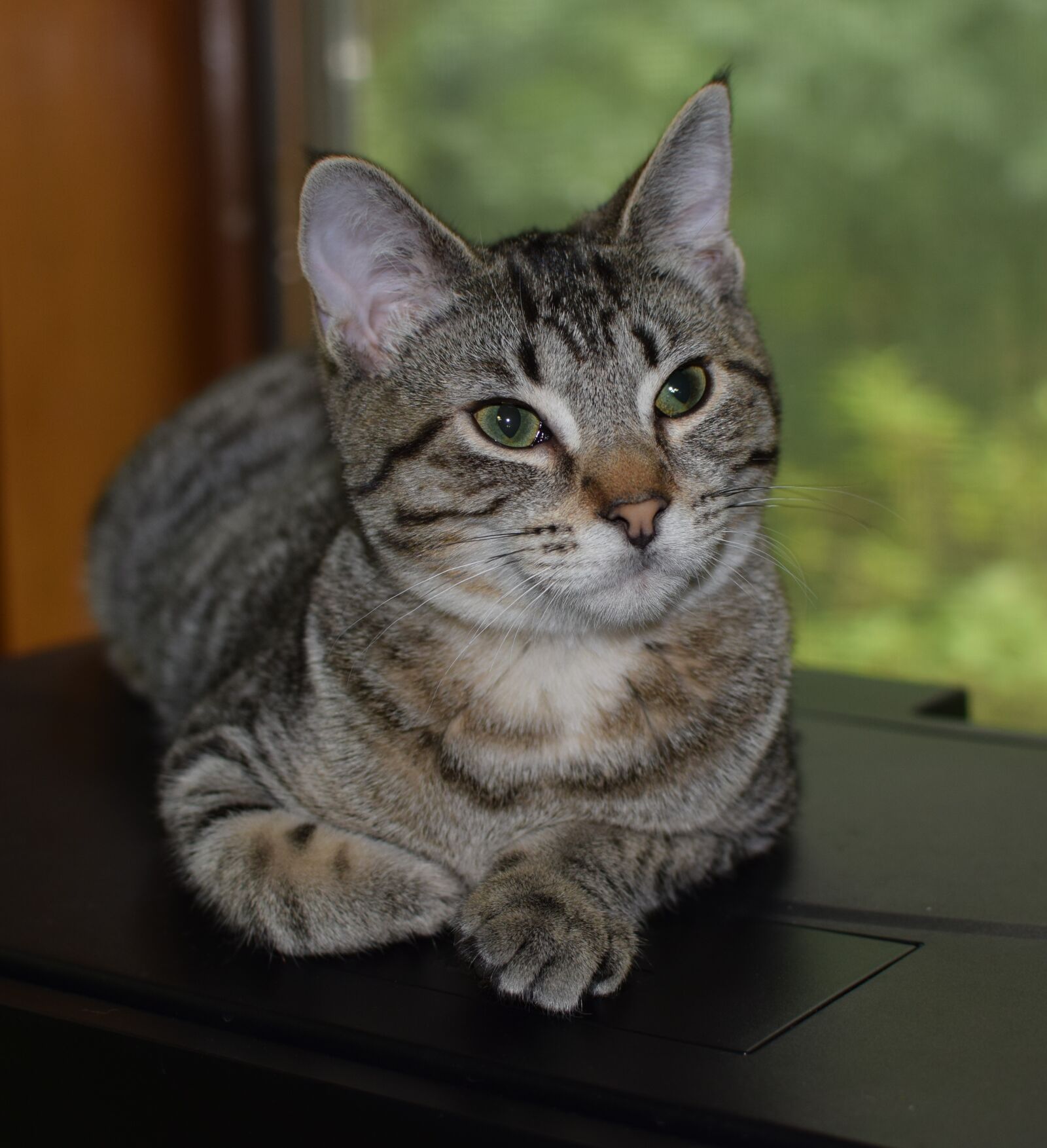 Nikon D3300 sample photo. Kitten, cat, feline photography