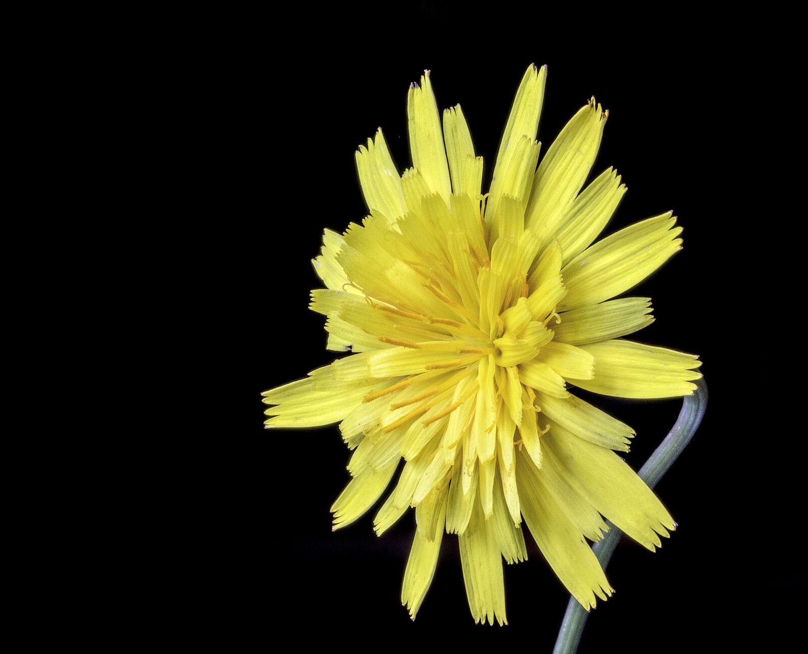 Canon EF 100mm F2.8L Macro IS USM sample photo. Cat's-ear, wildflower, botany photography