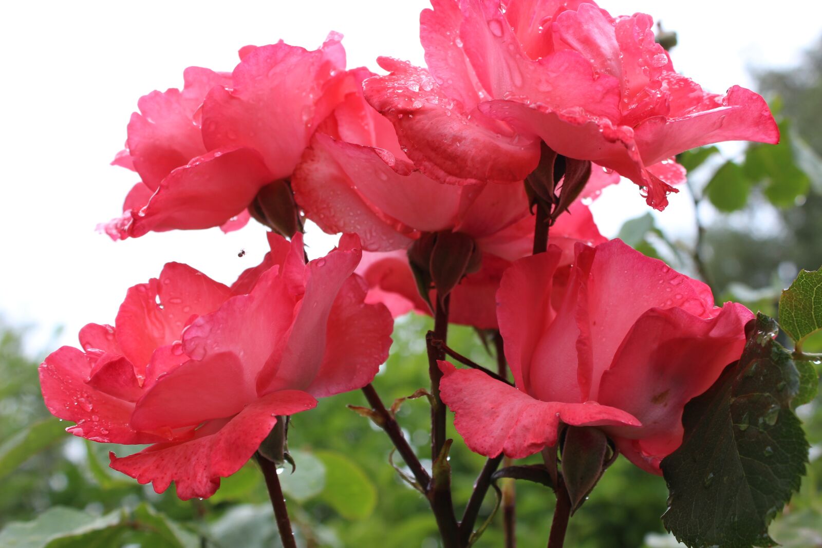 Canon EOS 600D (Rebel EOS T3i / EOS Kiss X5) sample photo. Roses, bush, red photography