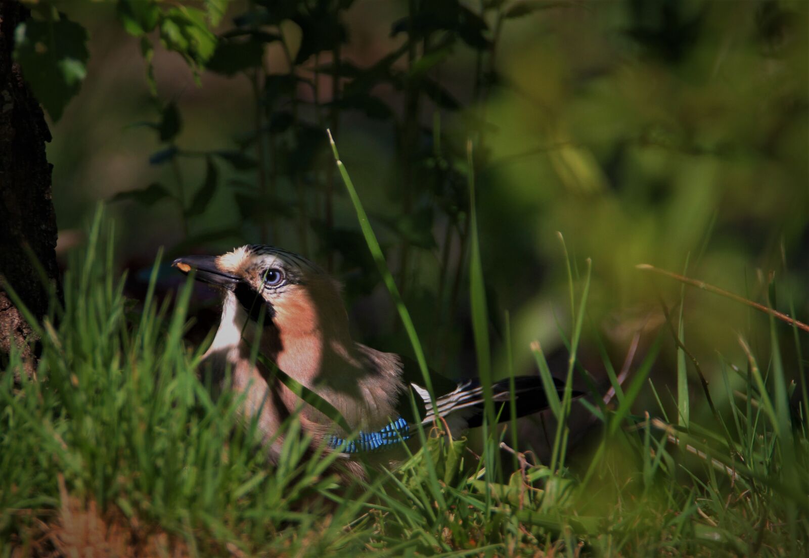 Canon EOS 7D sample photo. Jay, bird, songbird photography